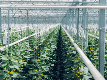 14 Greenhouse Meier Cucumber Copyright Climeworks Photo by Julia Dunlop.png